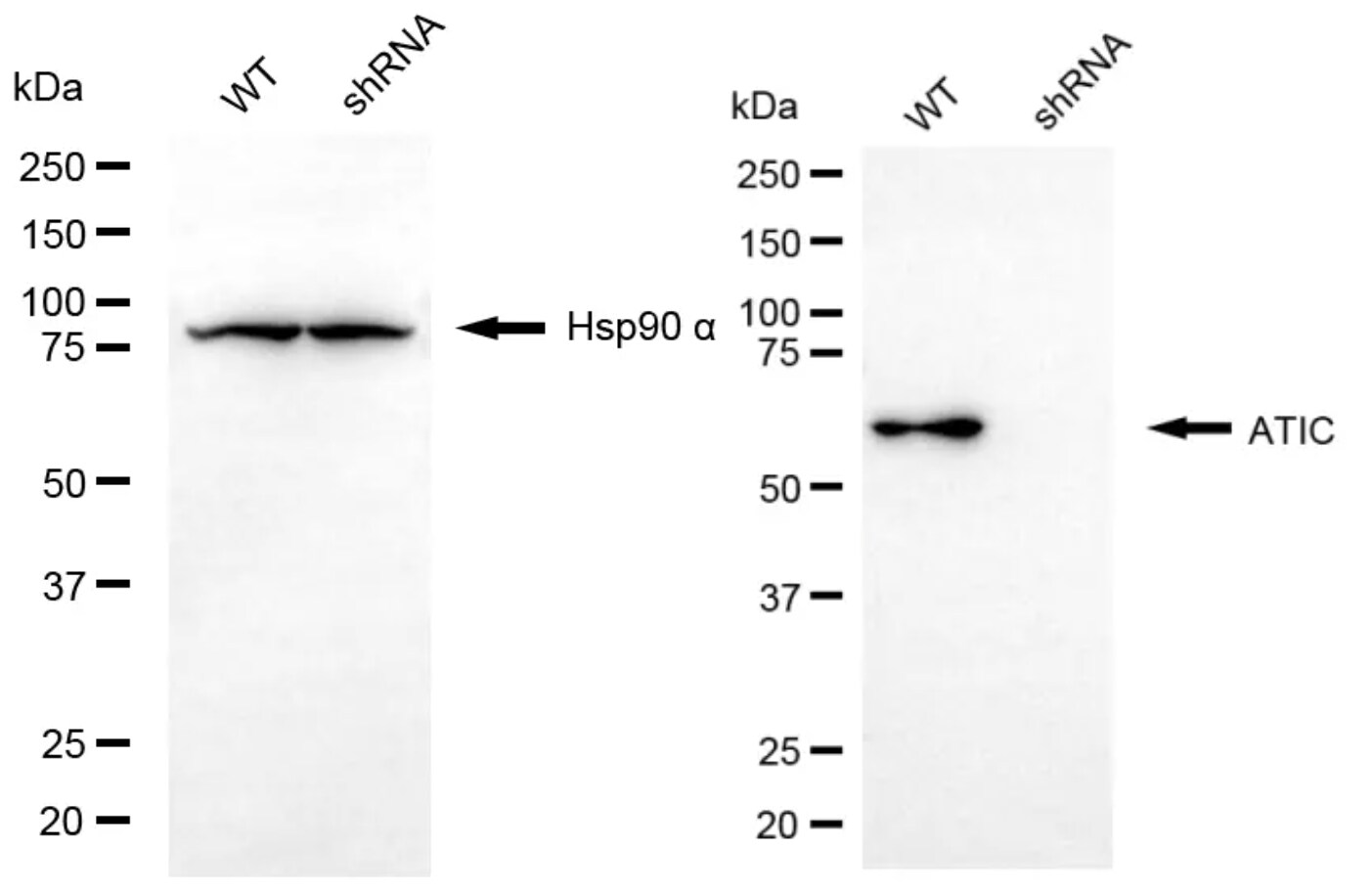 ATIC Antibody (24GB6980)