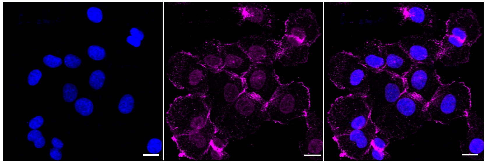 PKR [p Thr451] Antibody (23GB1710)