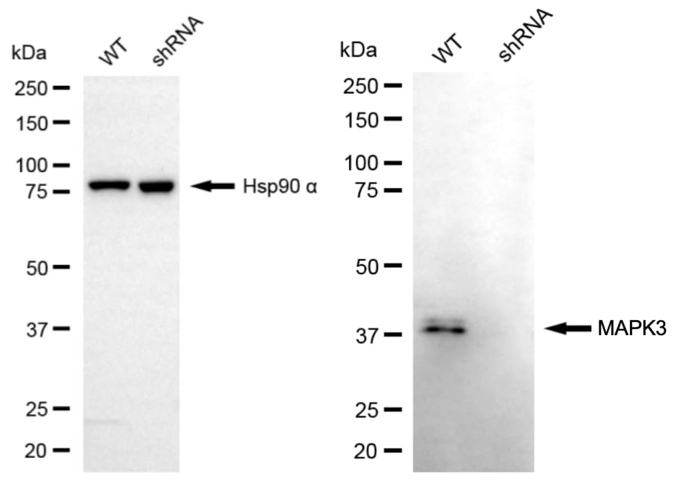 ERK1 Antibody (24GB7025)