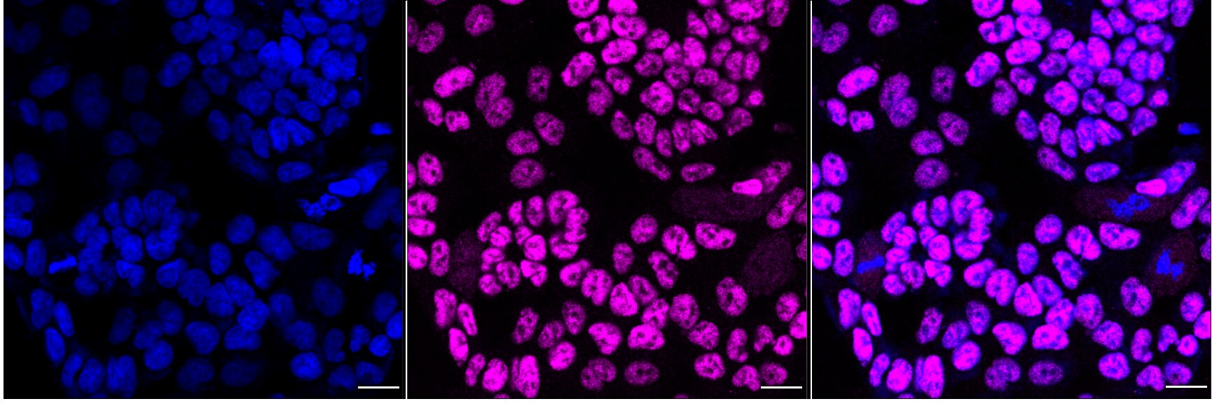 SP1 Antibody (24GB7095)