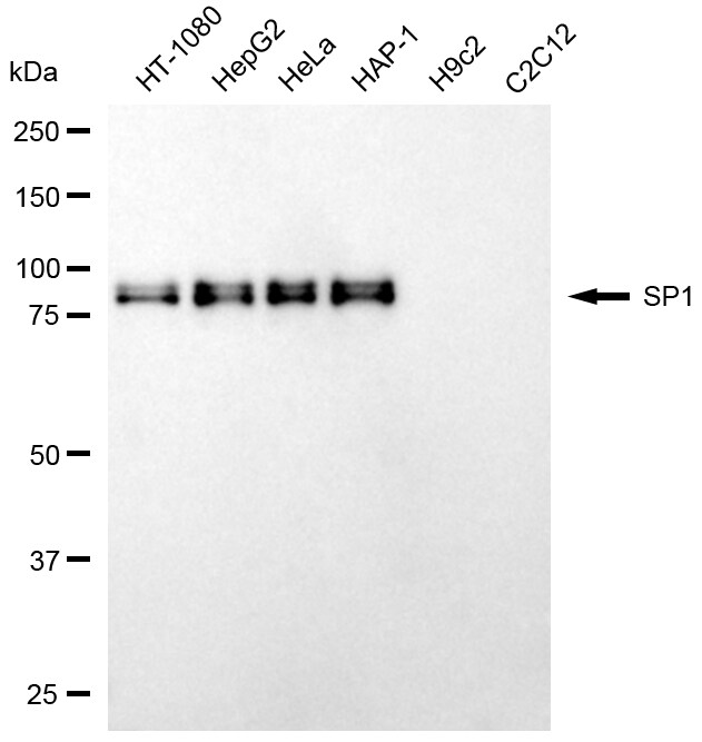 SP1 Antibody (24GB7095)