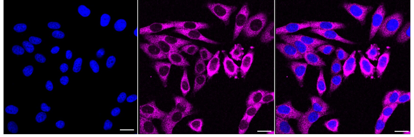 PKR Antibody (24GB7125)