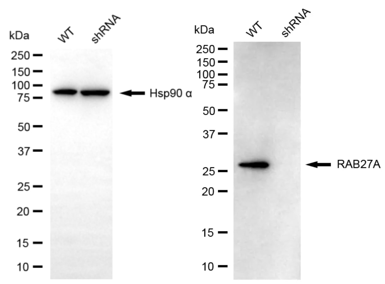 Rab27a Antibody (24GB7165)