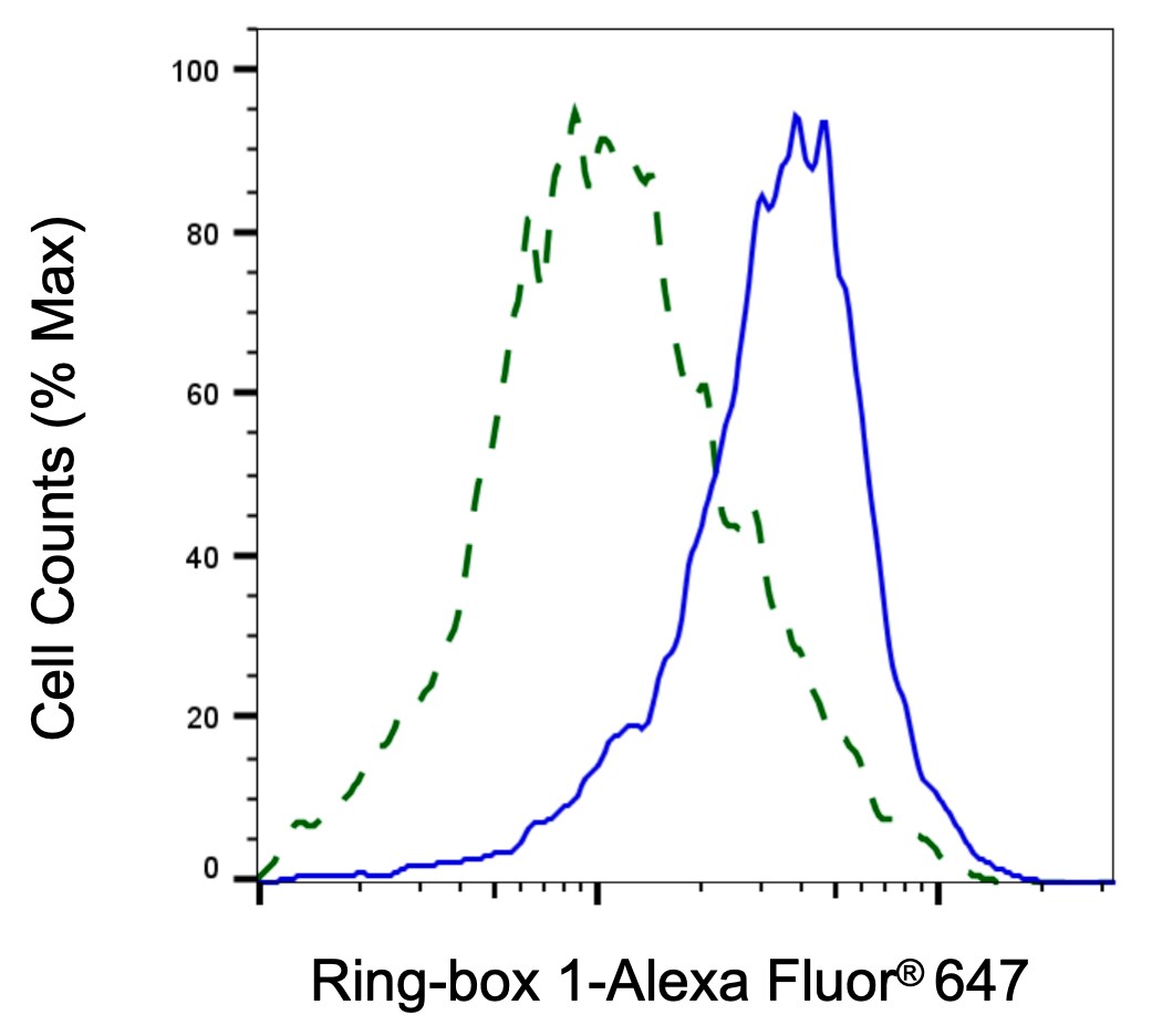 RBX1 Antibody (24GB7170)