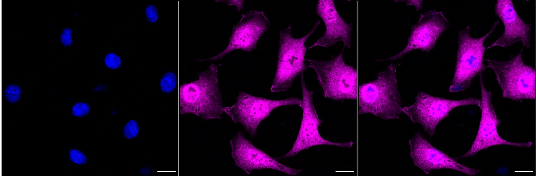 RBX1 Antibody (24GB7170)