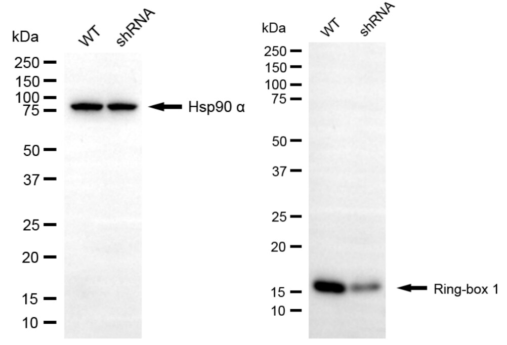 RBX1 Antibody (24GB7170)