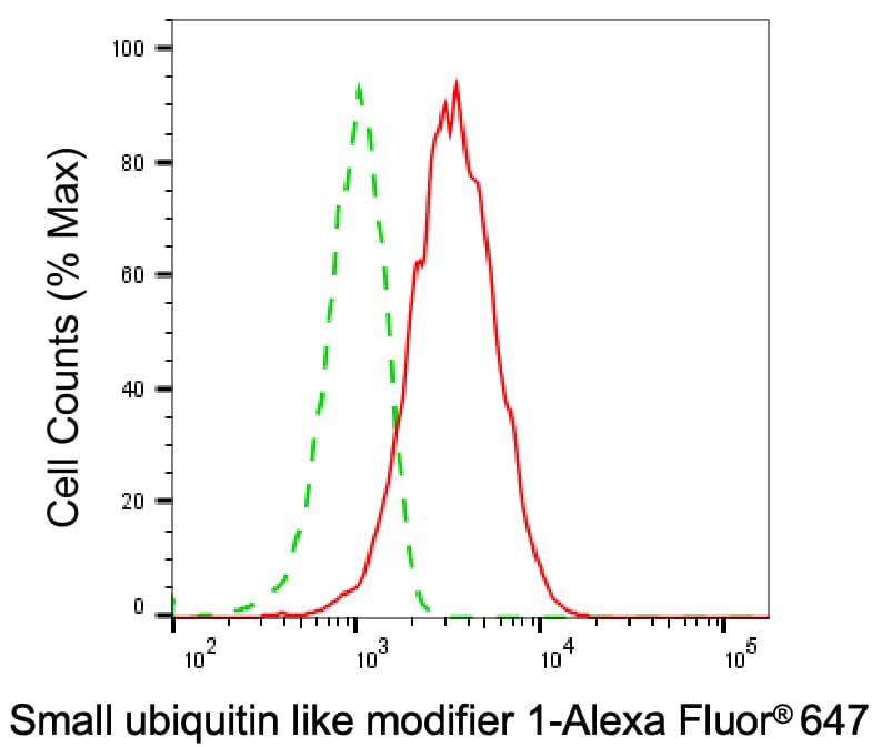 SUMO1 Antibody (24GB7175)
