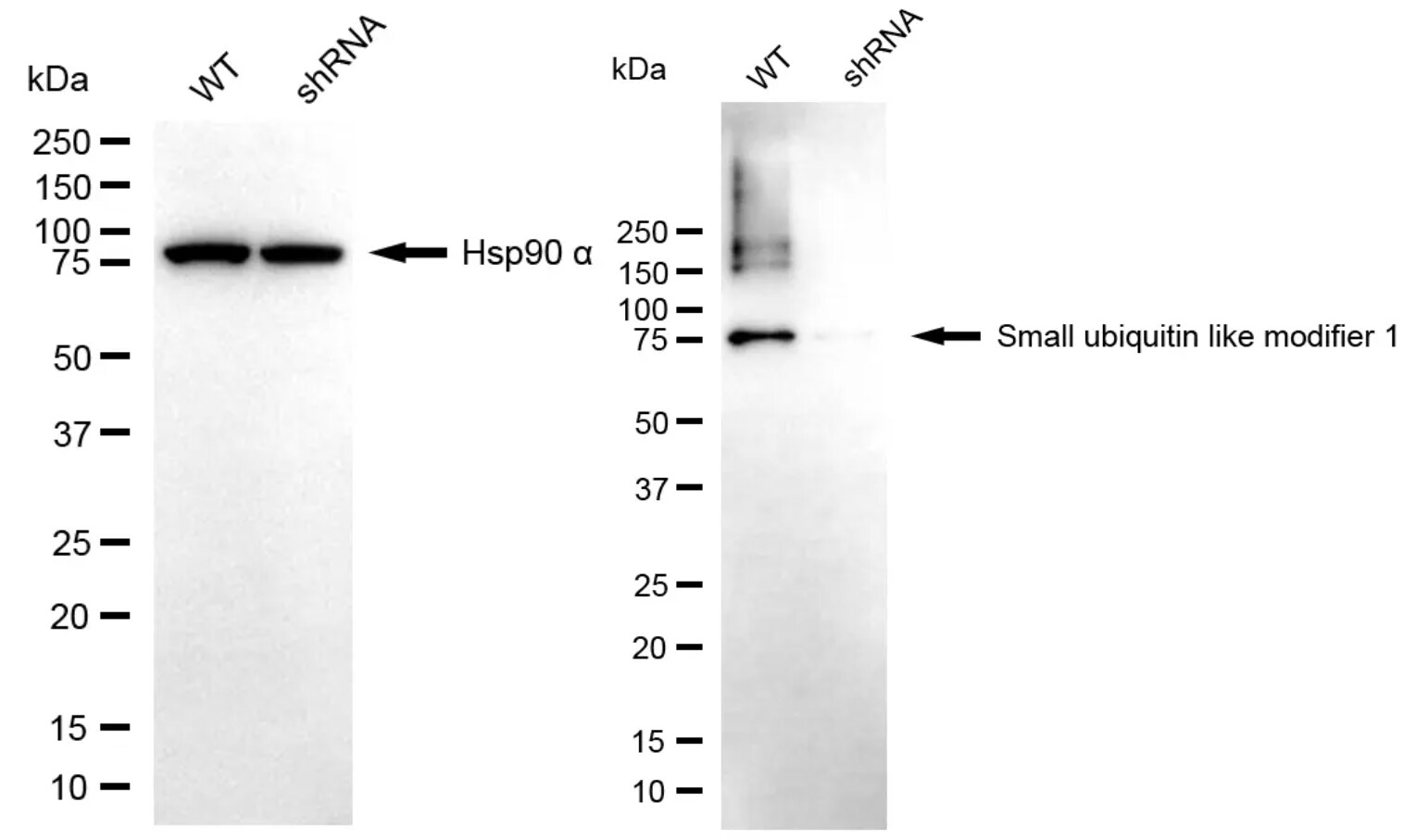 SUMO1 Antibody (24GB7175)