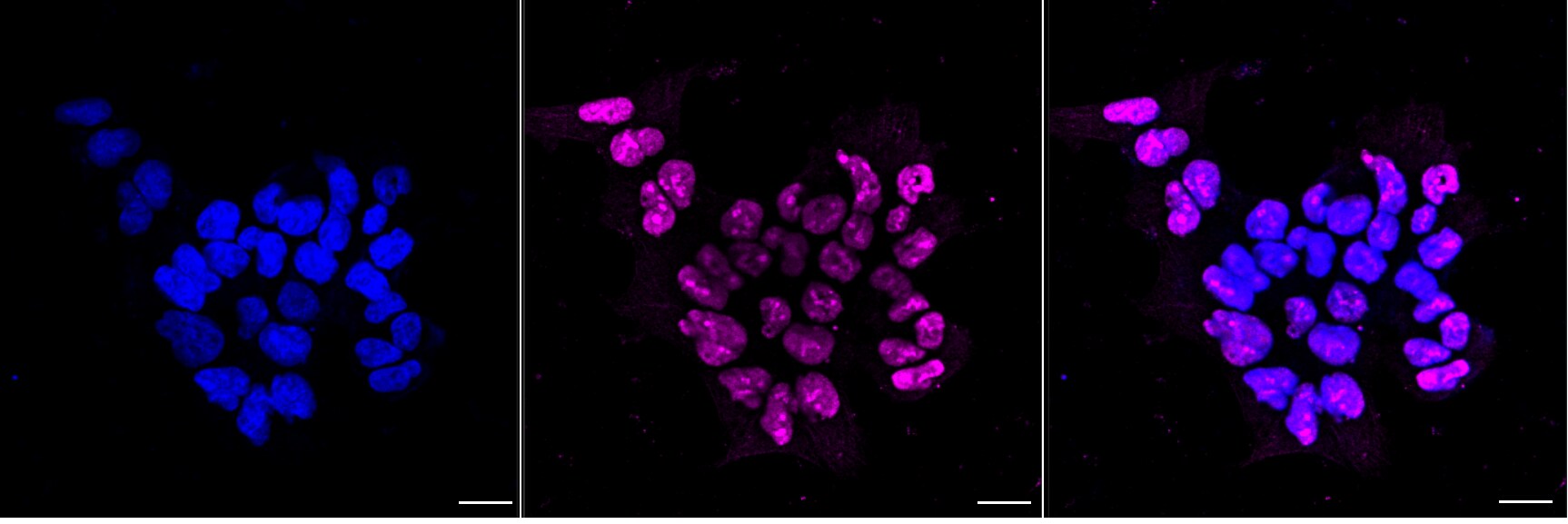 EZH2/KMT6 Antibody (24GB7200)