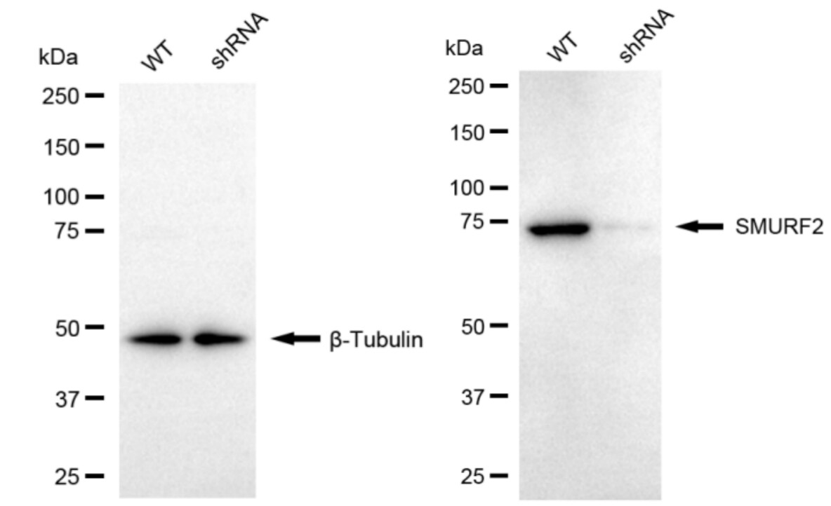 SMURF2 Antibody (24GB7225)
