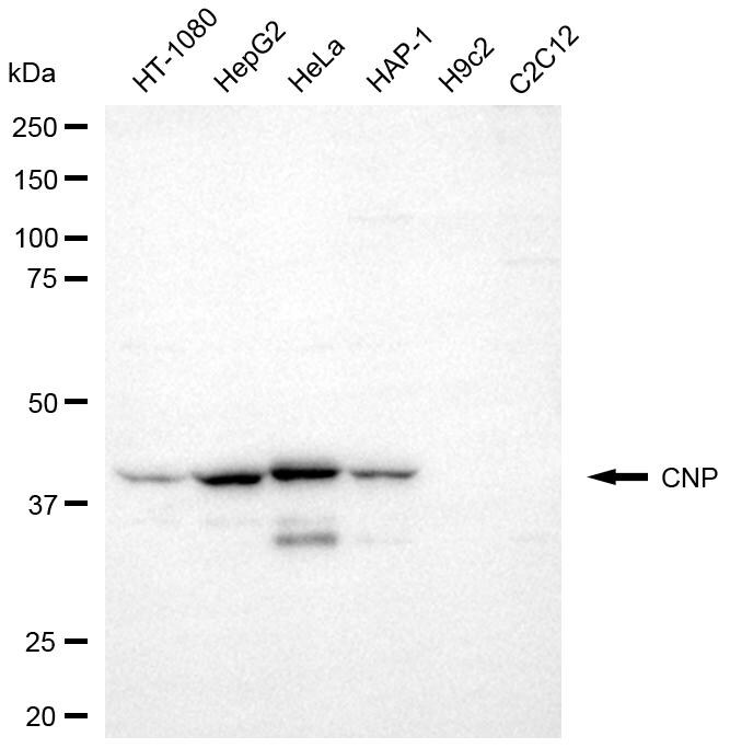 CNPase Antibody (24GB8575)