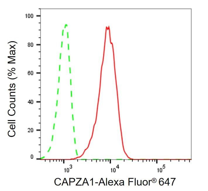 CAPZA1 Antibody (24GB7905)