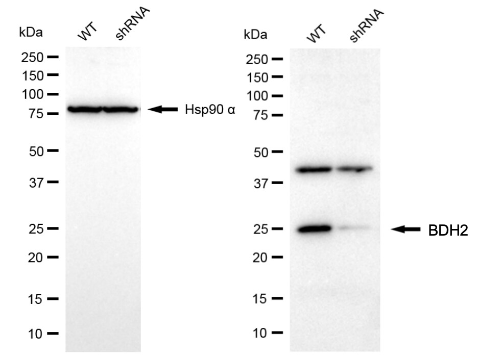 BDH2 Antibody (24GB7910)