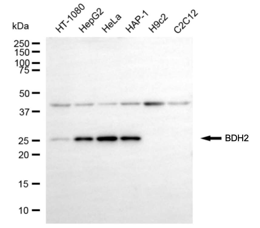 BDH2 Antibody (24GB7910)