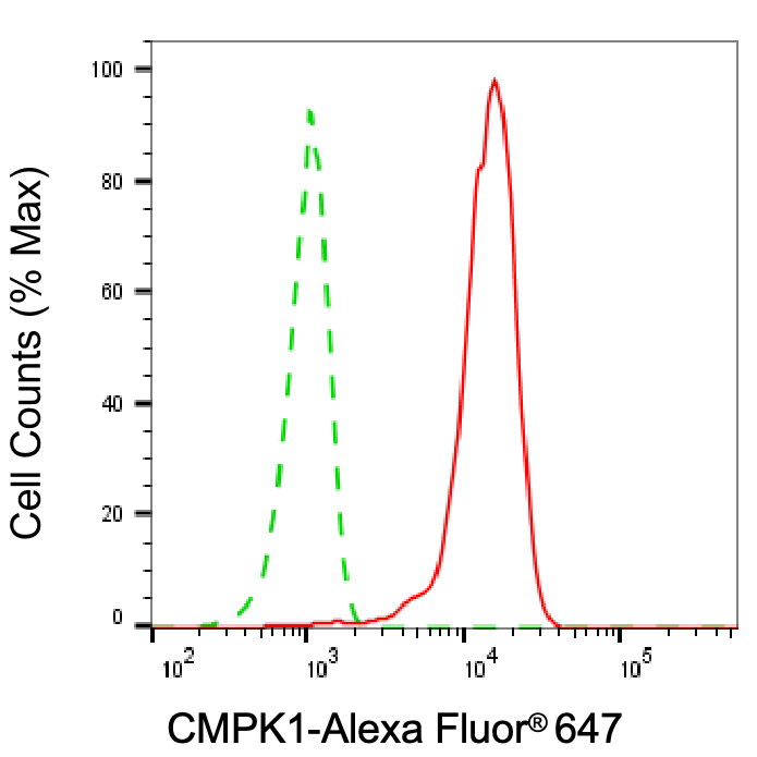CMP kinase Antibody (24GB7965)