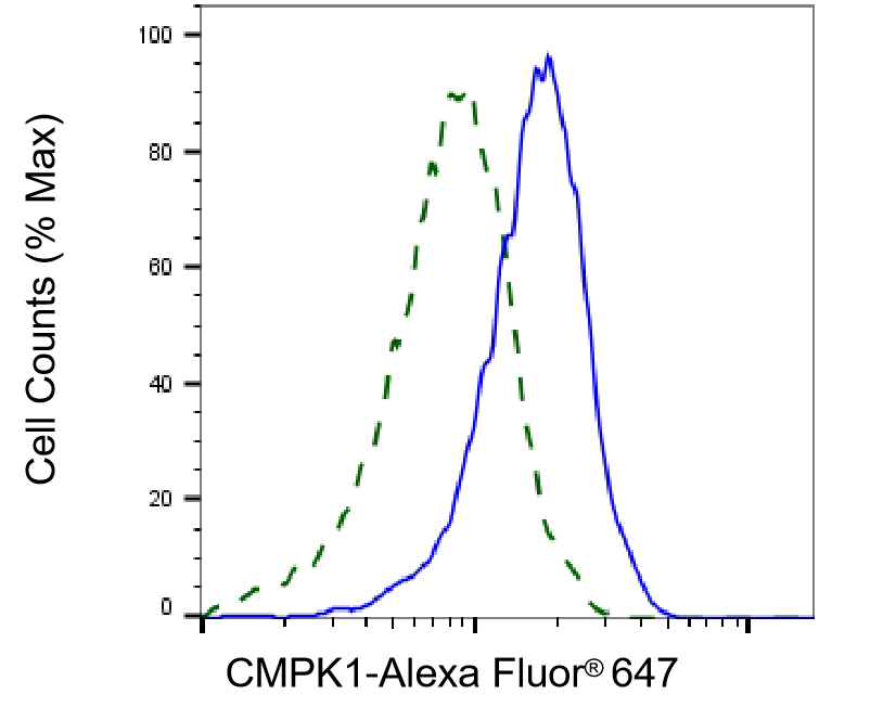 CMP kinase Antibody (24GB7965)