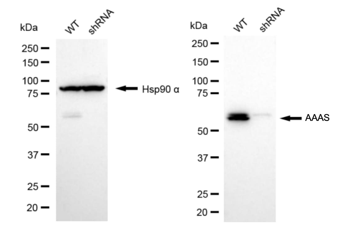 AAAS Antibody (24GB8035)