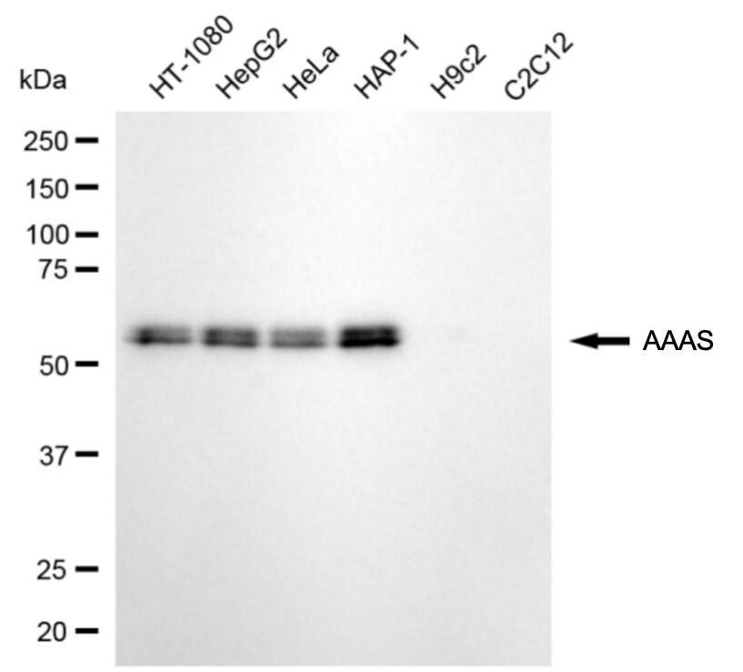 AAAS Antibody (24GB8035)