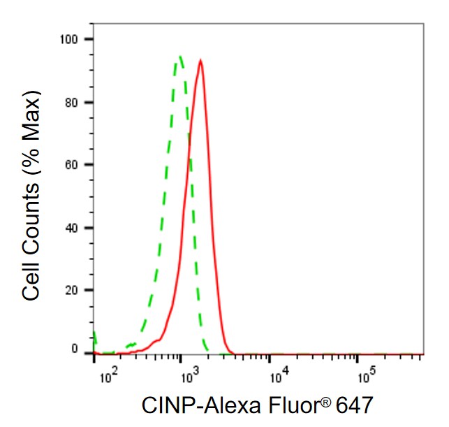 CINP Antibody (24GB8100)