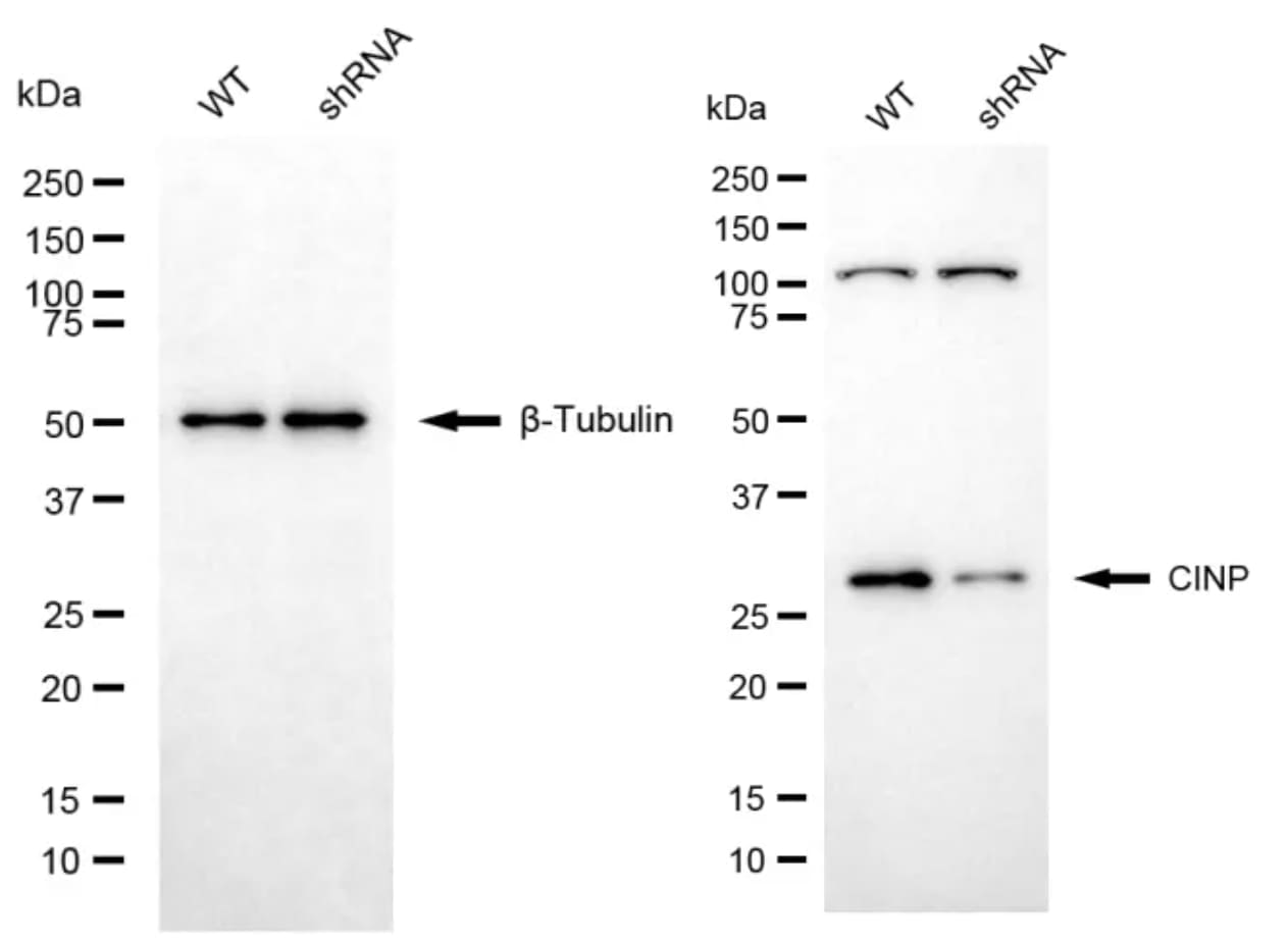 CINP Antibody (24GB8100)