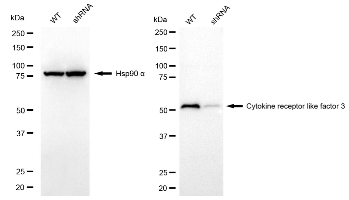 CRLF3 Antibody (24GB8105)