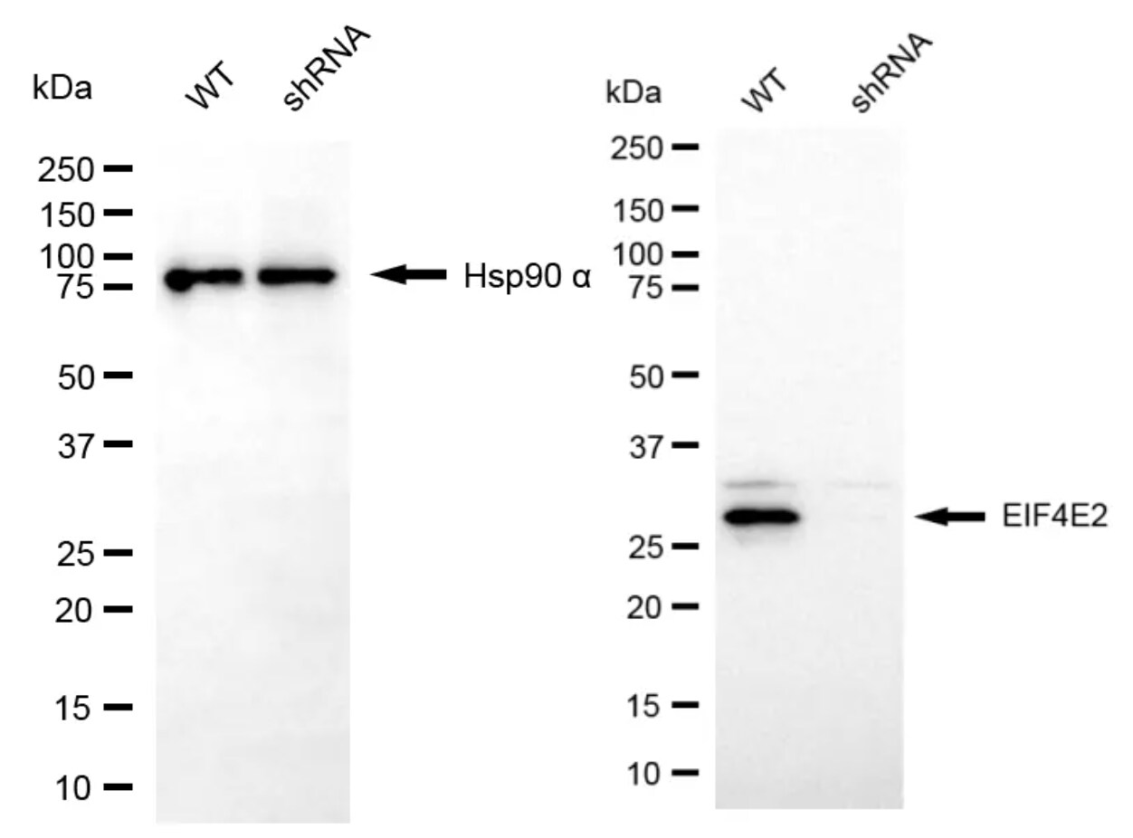 EIF4E2 Antibody (24GB8140)