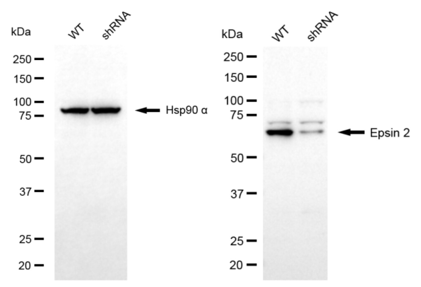 Epsin-2 Antibody (24GB8190)
