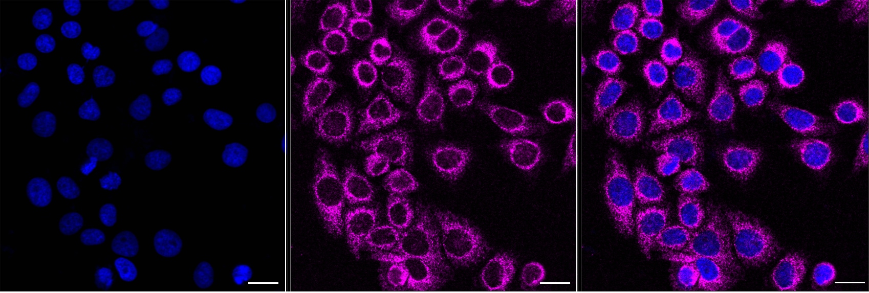 DRP1 Antibody (24GB8215)