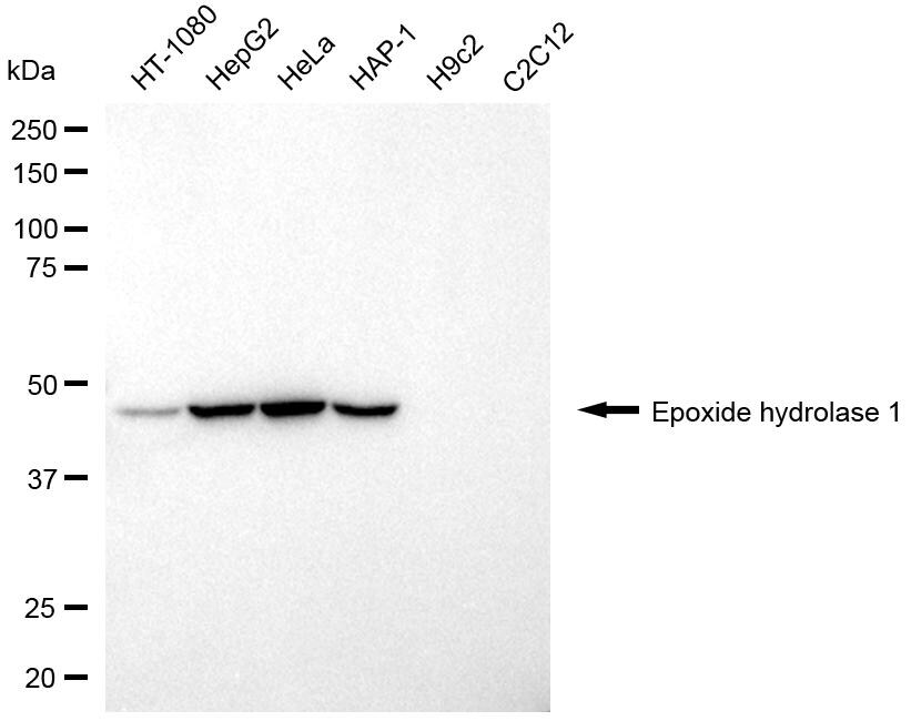 EPHX1 Antibody (24GB8225)