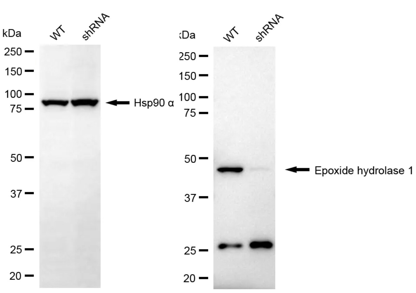 EPHX1 Antibody (24GB8230)