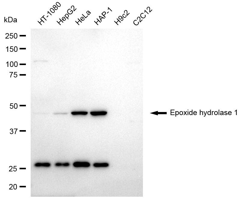 EPHX1 Antibody (24GB8230)