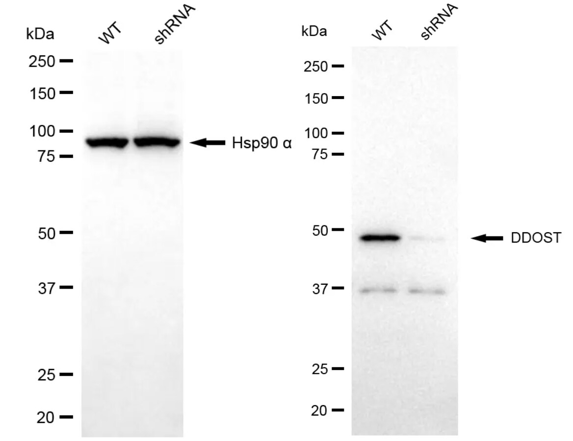 DDOST Antibody (24GB8235)