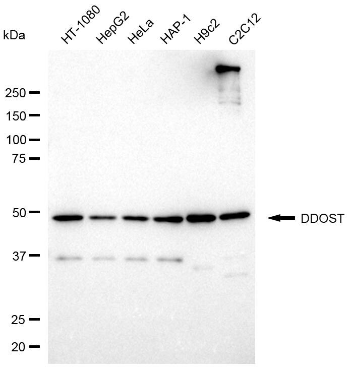 DDOST Antibody (24GB8235)
