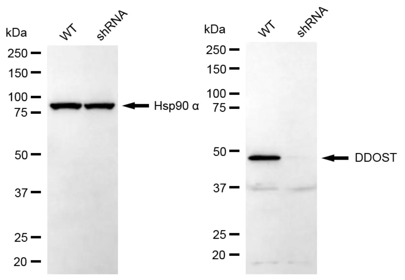 DDOST Antibody (24GB8240)