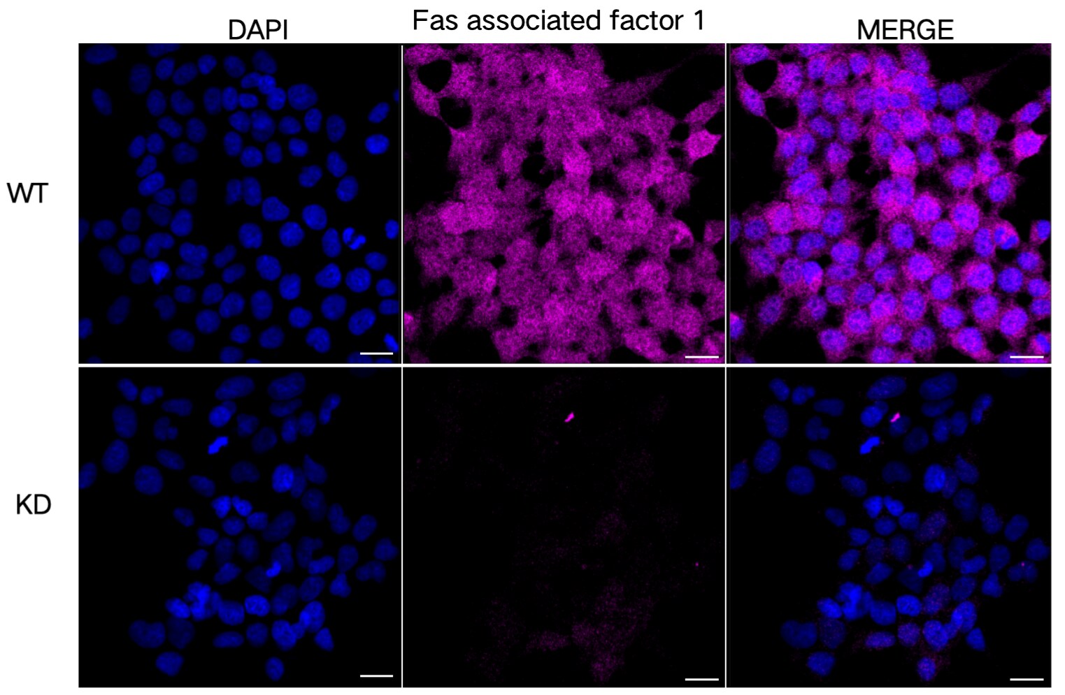 FAF1 Antibody (24GB8245)