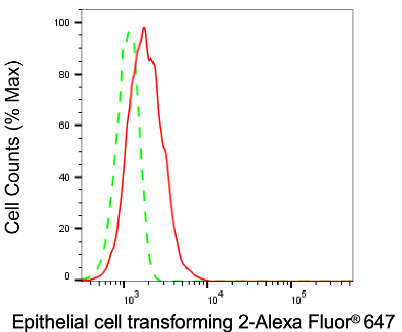 ECT2 Antibody (24GB8265)