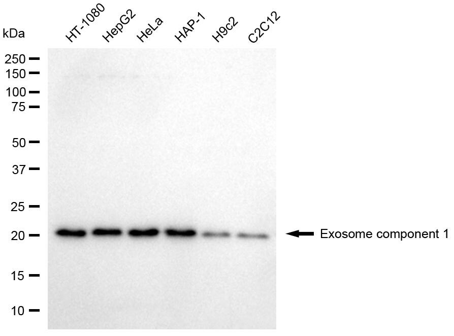 Exosome component 1 Antibody (24GB8295)