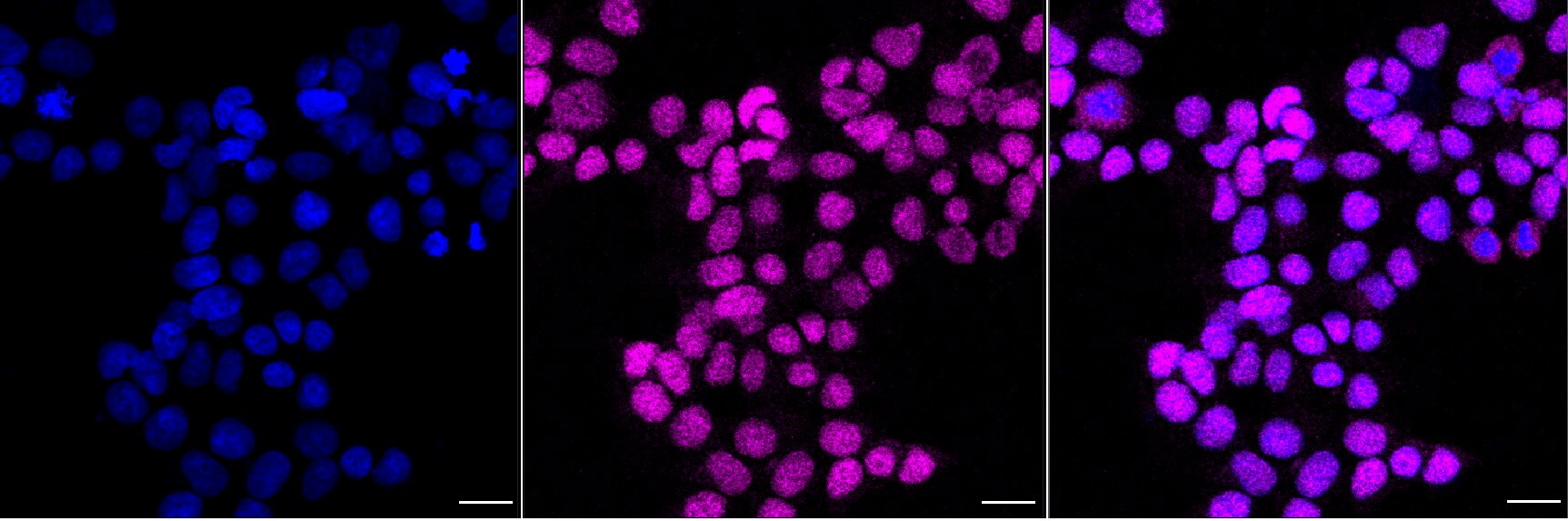 SDCCAG10 Antibody (24GB8300)
