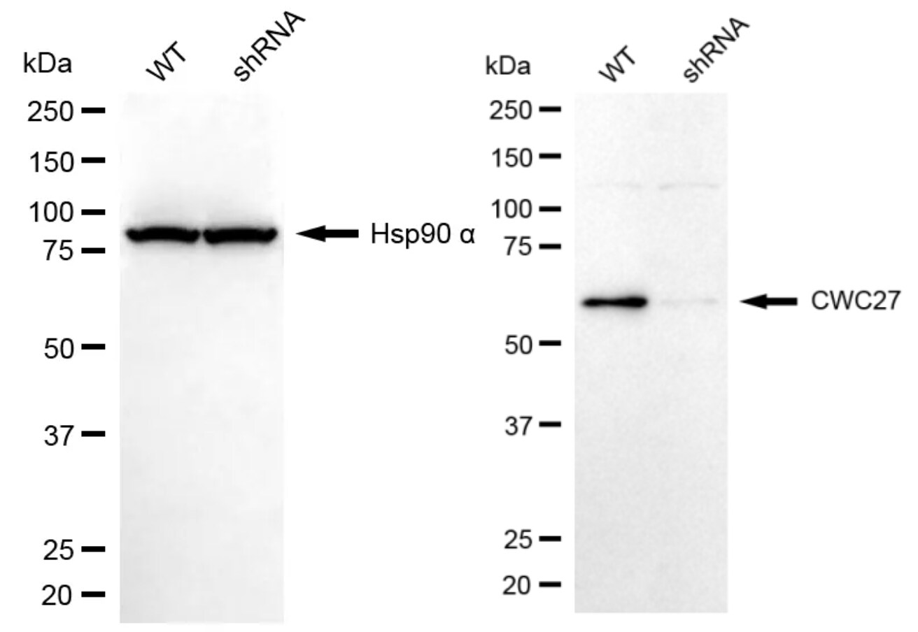SDCCAG10 Antibody (24GB8300)