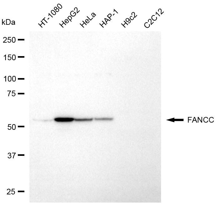 FANCC Antibody (24GB8340)
