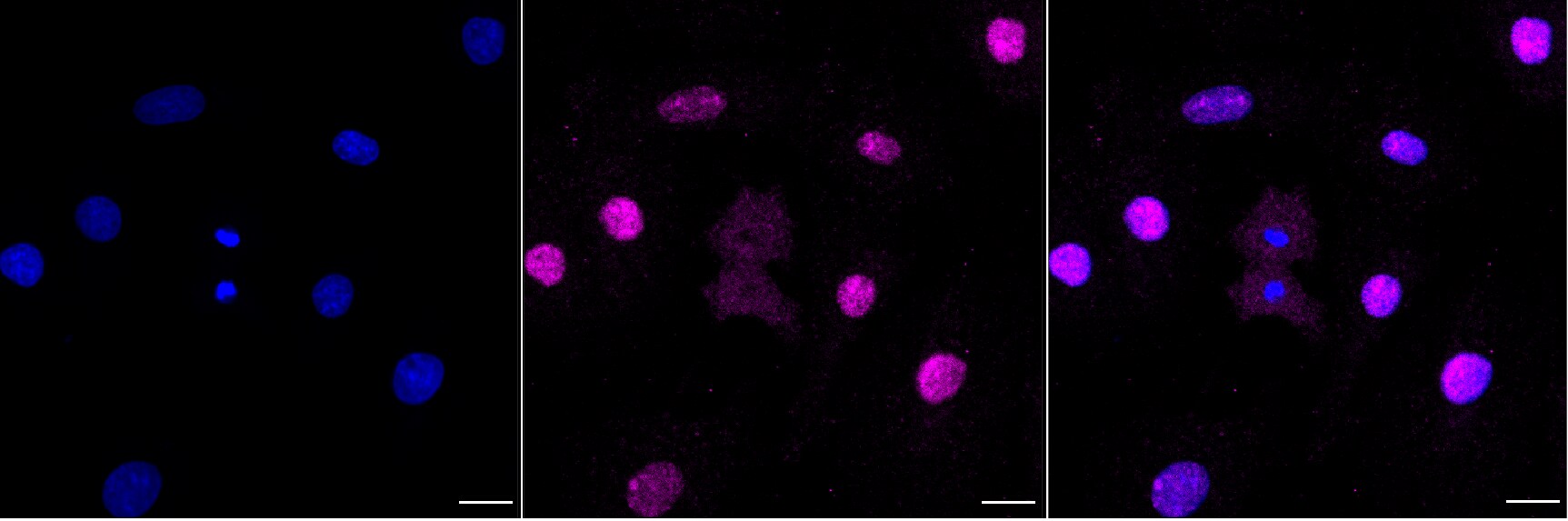 DDX50 Antibody (24GB8345)