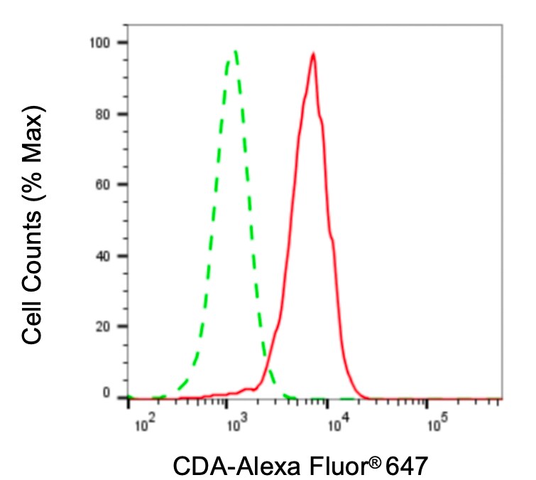 Citidine Deaminase Antibody (24GB6890)
