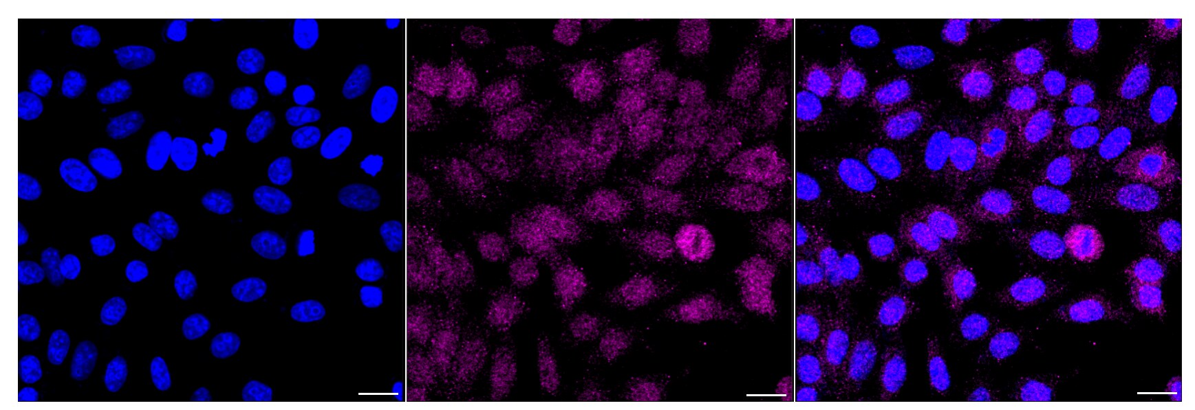 Citidine Deaminase Antibody (24GB6890)