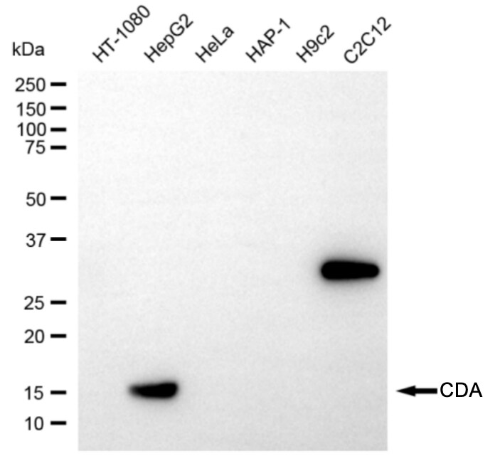 Citidine Deaminase Antibody (24GB6890)
