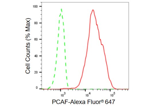 PCAF Antibody (23GB910)