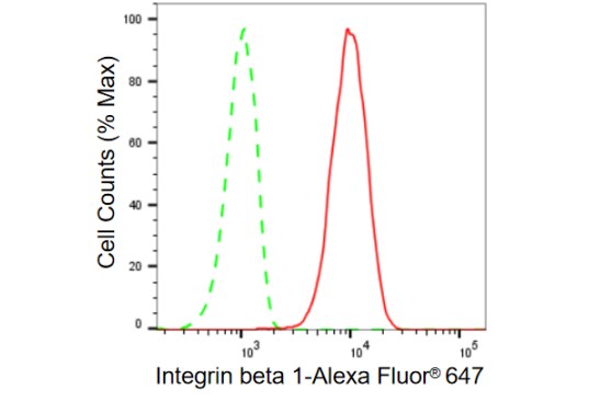 Integrin beta 1/CD29 Antibody (23GB895)