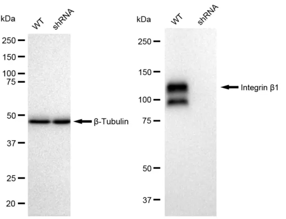 Integrin beta 1/CD29 Antibody (23GB895)