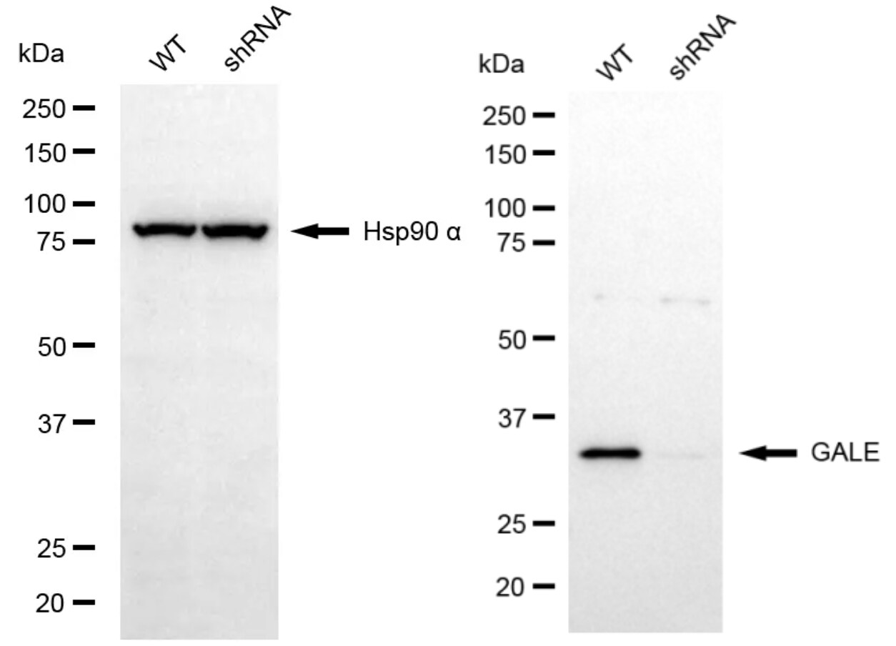 GALE Antibody (24GB13050)