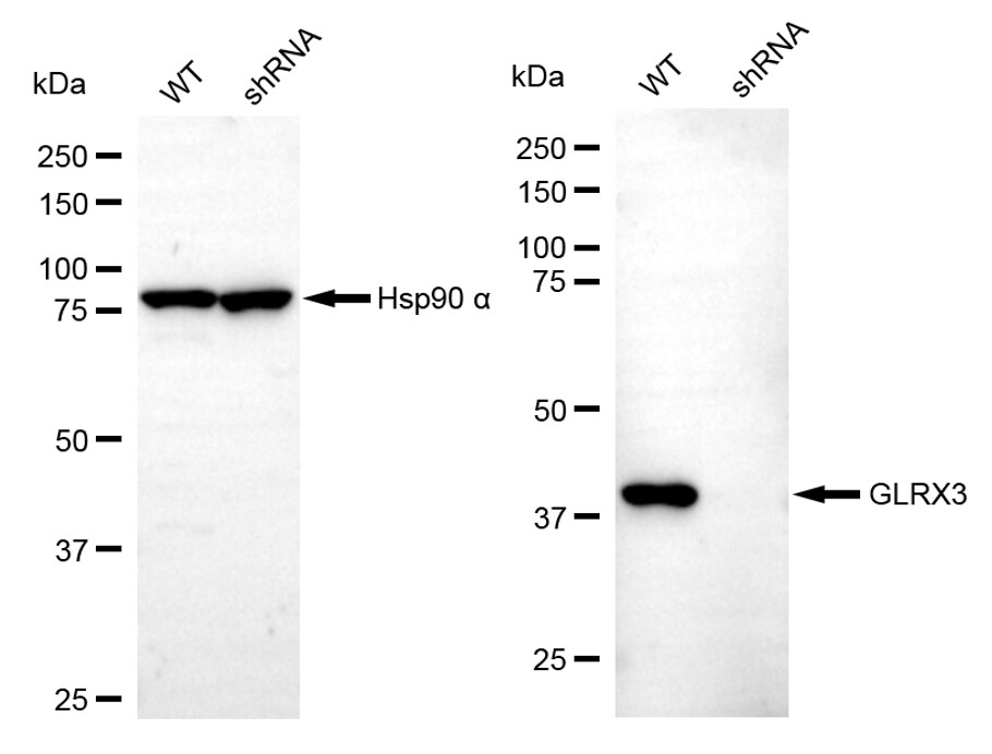 Glutaredoxin 3/GLRX3 Antibody (24GB13145)