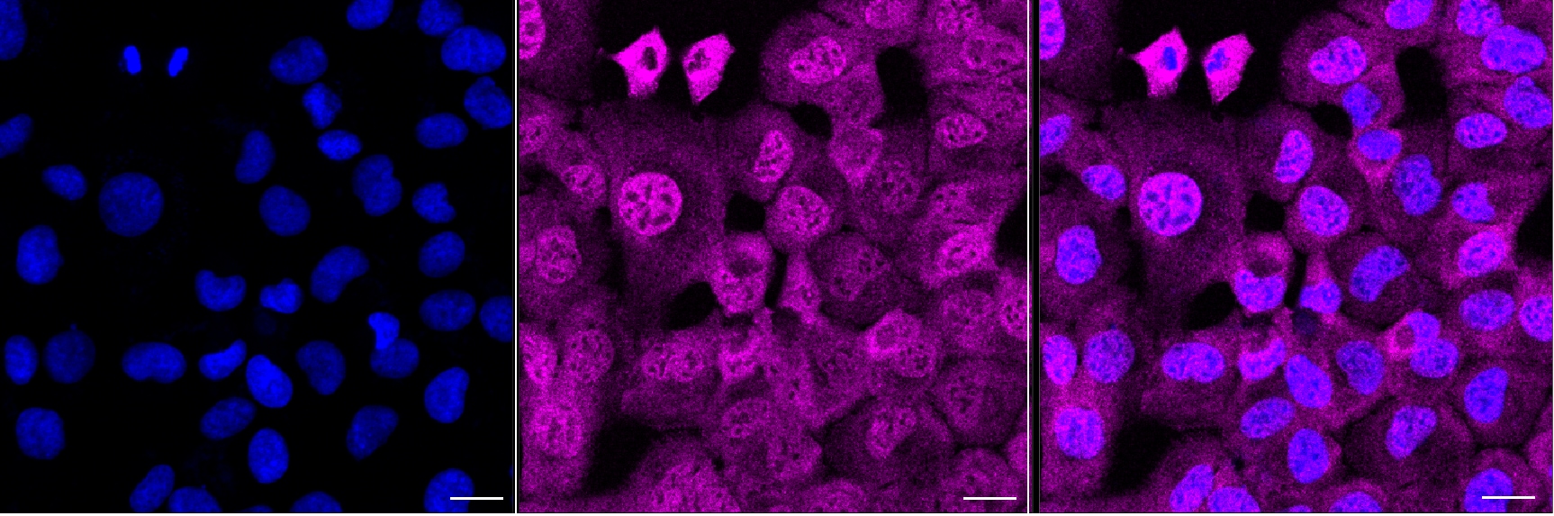 FUBP3 Antibody (24GB13150)